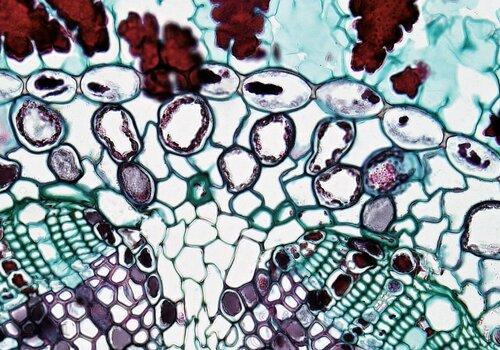 Cellules de plantes