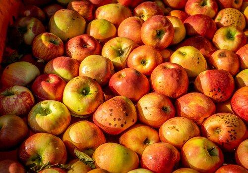 Pommes flottant dans un bac après la cueillette