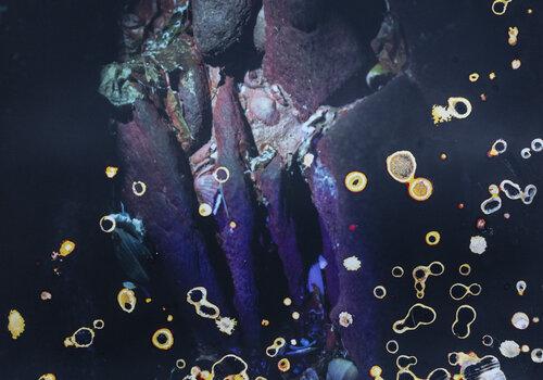 Photographie de roches et de coquillages dans un décor sombre, la pellicule est recouverte d'éclaboussures orangées comme de la rouille