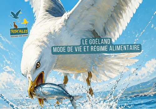 Le Goéland , Mode de Vie et Régime Alimentaire