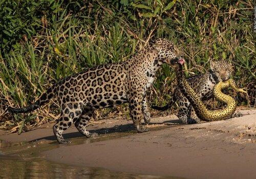 jaguar et son petit mangeant un serpent