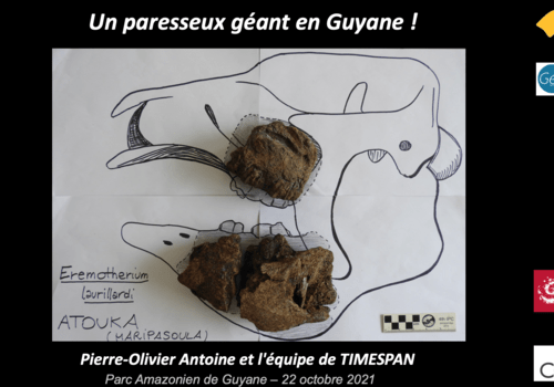 Les éléments fossiles de la mâchoire du paresseux géant retrouvé replacés sur une reconstitution du crâne complet.