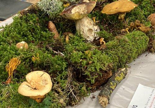 Champignons