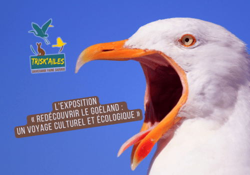 L'exposition « Redécouvrir le goéland : un voyage culturel et écologique »