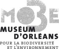Logo du MOBE (Muséum d'Orléans pour la Biodiversité et l'Environnement)