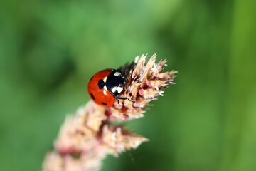Les insectes font partie des nombreux colocataires de nos jardins. Petites ou grosses, jolies ou non, toutes les vies ont leur utilité.