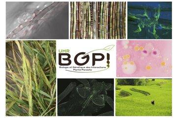 Laboratoire BGPI : Interactions Plantes / Microbes