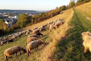 moutons sur les coteaux d'Evreux