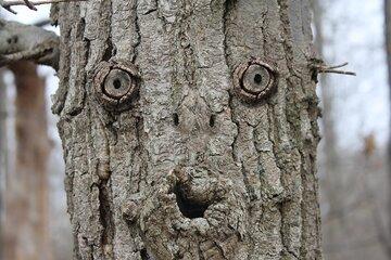 tronc d'arbre ressemblant à un visage