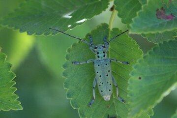 Saperda punctata - La Saperde turquoise est un insecte coléoptère longicorne de la famille des Cerambycidae 