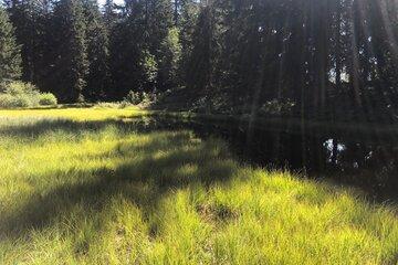 photo d'une tourbière