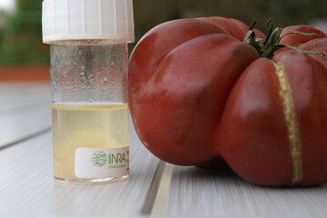 Extrait d' ADN de tomate et tomate