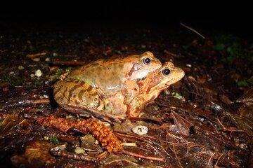 Qui sont les amphibiens de Lorraine ?