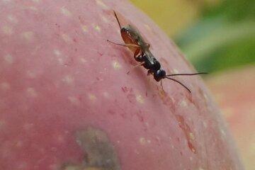 Mastrus ridens, parasitoïde du carpocapse de la pomme