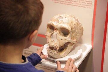 Photo d'un enfant découvrant un crâne exposé au musée de Préhistoire et Géologie de Sciez