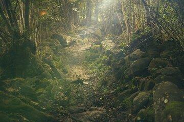 Forêt Forêt et chemin