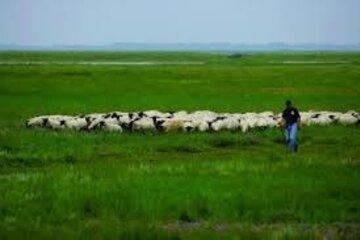 Baie de Somme - moutons des prés salés