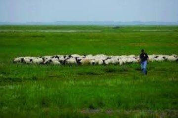 Baie de Somme - moutons des prés salés