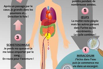 Cycle de vie du parasite Schistosoma mansoni