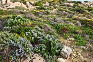 Maquis littoral en fleurs Photo de maquis littoral en fleurs