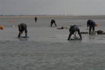 Baie de Somme Pêcheurs de coques