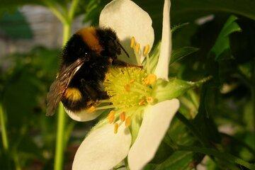 L'utilisation des insectes pour une agriculture raisonnée.