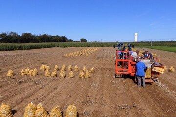 Récolte champ de Pommes de terre