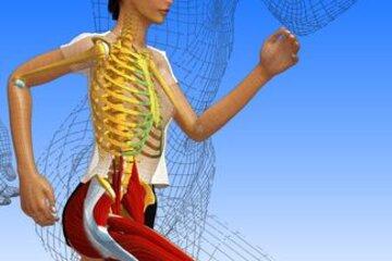 anatomie du corps humain