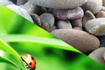 coccinnelle et cailloux