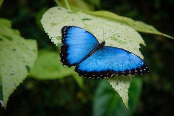 papillon sur une feuille