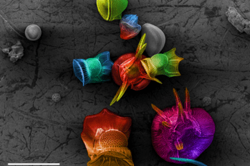 Microcosme dans une goutte de mer