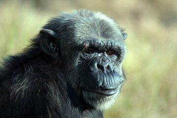 chimpanzé