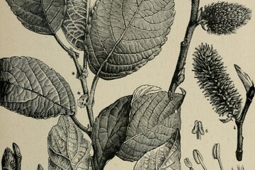 Planche de dessins de plantes en noir et blanc