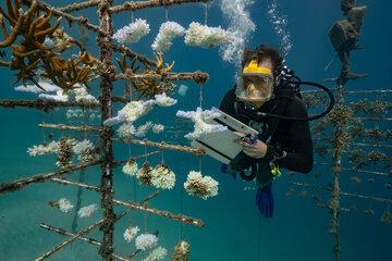 Dans le cadre d'une collaboration scientifique franco-américaine, le CRIOBE s’intéresse à la restauration des récifs coralliens par la transplantation de coraux résistants au changement globaux . Sur la photo, un technicien du CRIOBE conserve les fragments de corail transplantés pleine eau pour former ce que les chercheurs appellent un « arbre de corail ».