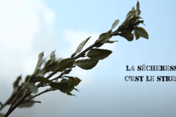 La sécheresse, c'est le stress