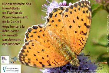 Affiche Animations du 9 au 13 novembre 2020 Affiche Animations du 9 au 13 novembre 2020 (en média, le papillon Fabriciana elisa)