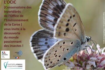 Affiche Webinaire du 6 novembre 2020 de 10H à 12H Affiche Webinaire du 6 novembre 2020 de 10H à 12H (en média, le papillon Maculinea arion)