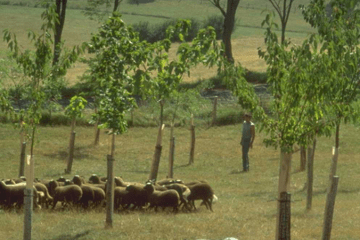 Jeune plantation d'arbres en agroforesterie