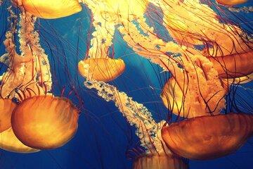 Plongée dans les abysses... Plongée dans les abysses...