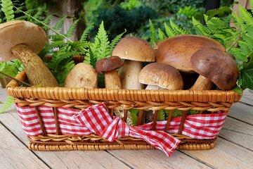 Sortie Mycologie Panier de champignons