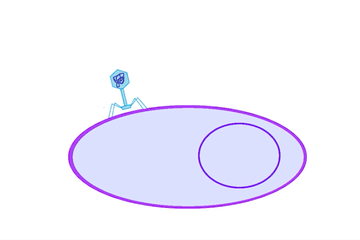 Schéma d'un phage