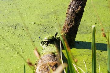 Observation d'une Cistude d'Europe, tortue de Brenne