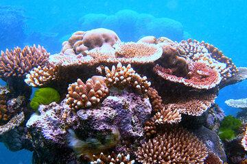 Récif corail