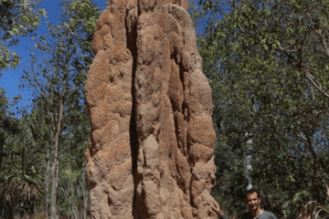 photographie nest of termite Nasutitermes triodiae