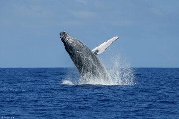 Baleine