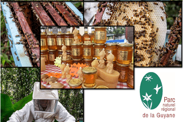 Miels de Guyane : De la nature au consommateur Miels de Guyane : De la nature au consommateur