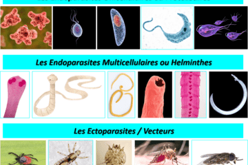Les différents types de parasites de l'Homme Les parasites de l'Homme sont soit des endoparasites unicellulaires (ou protozoaires), soit des endoparasites multicellulaires (ou helminthes), soit des ectoparasites dont certains sont vecteurs de maladies.