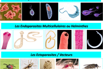 Les parasites de l'Homme sont soit des endoparasites unicellulaires (ou protozoaires), soit des endoparasites multicellulaires (ou helminthes), soit des ectoparasites dont certains sont vecteurs de maladies.