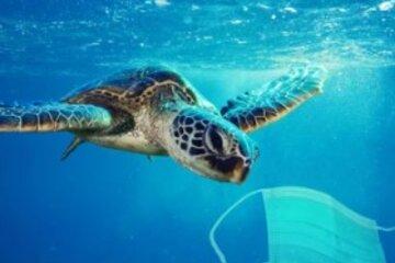 Une tortue de mer va manger un masque chirurgical. Manipulation de photos sur la pollution de l'océan et les conséquences d'une utilisation excessive de masques chirurgicaux pendant la pandémie de coronavirus.