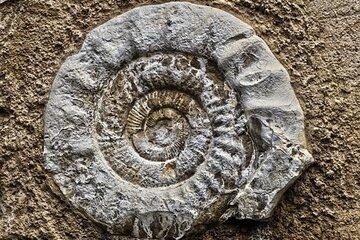 Ammonite fossilisée